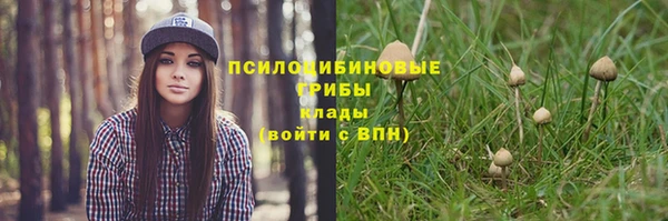 прущие грибы Белокуриха